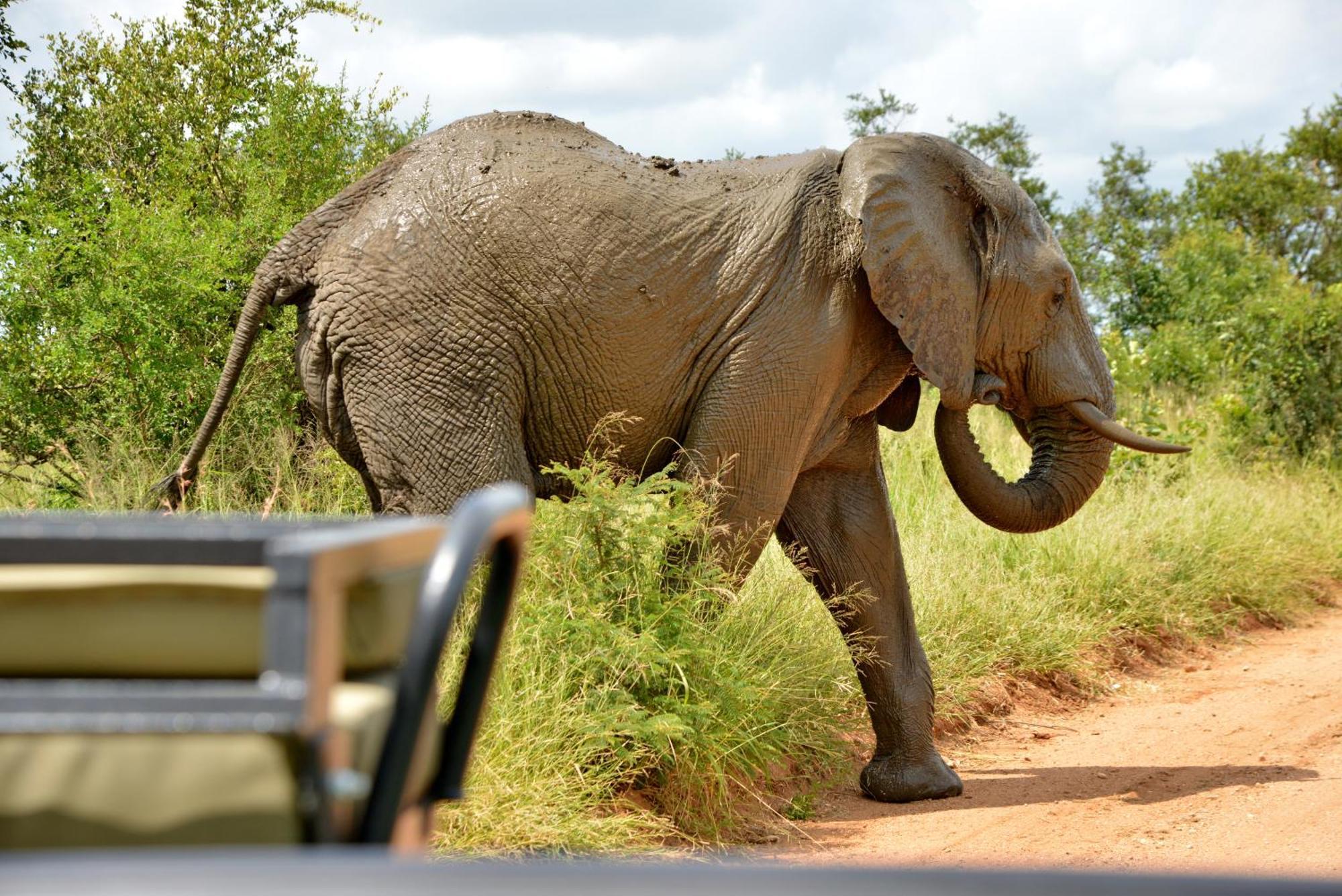Kruger Safari Lodge Rizab Memburu Manyeleti Luaran gambar